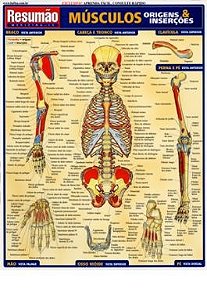 Livro Musculos: Origens & Insercoes - Resumao - Franca