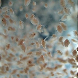 Dafnia viva porção