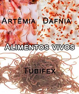 Tubifex vivo - porção