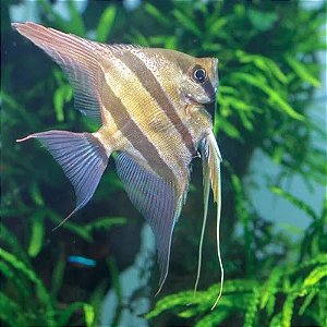 Acará Bandeira Santa Isabel