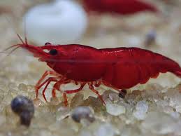 Neocaridina (camarão)