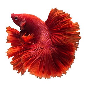 Betta - Macho