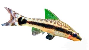 Limpa vidro Otocinclus