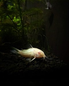 Corydora albina