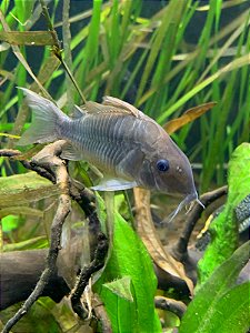 Corydora Brochis verde