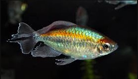 Tetra do CONGO