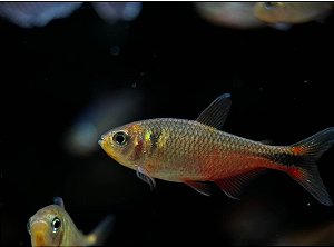 Tetra Vinaceus