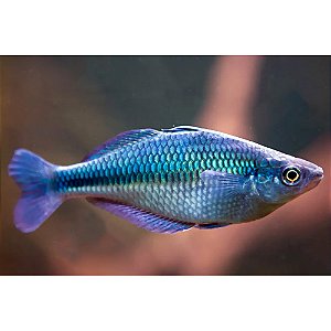 Melanotaenia Lacustris