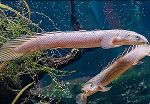 Polypterus Senegalus