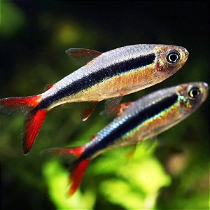 Tetra Pinguim red tail