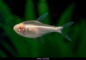 Tetra Neon Negro albino