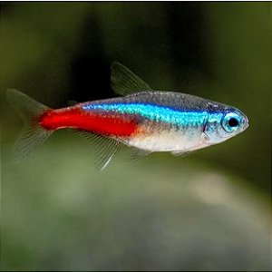 TETRA NEON INESI