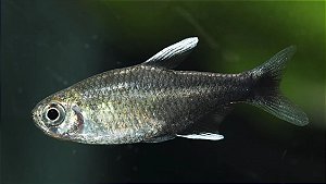 Tetra Nego d'água