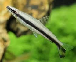 Tetra lápis Unifasciatus