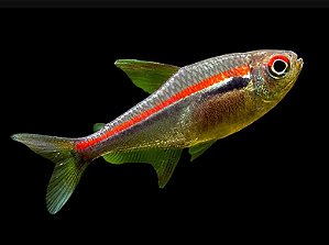 Tetra Amapaensis