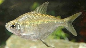 Tetra Asa Delta