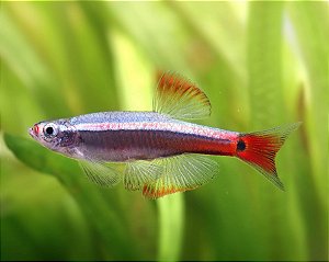 Tanictis