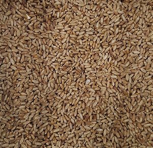 TRIGO EM GRAO 100G