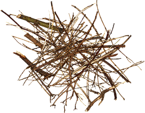 Galhos 2000 unidades