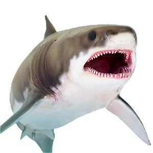 Figure Tubarão Branco Aidan The Cretoxyrhina 054 - Original PNSO