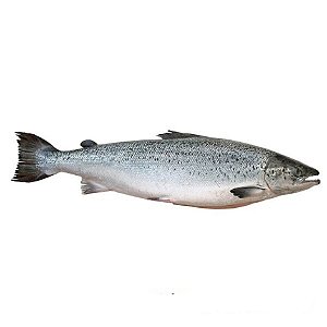 Salmão Inteiro Eviscerado 12/14 Libras Resfriado Camanchaca / Forn. Classe D- Caixa 29,11 Kg