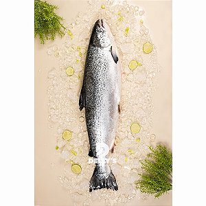 Salmão Fresco Inteiro Eviscerado 12/14 Libras Resfriado Ventisqueiro / Forn. Classe D - Caixa 28,77 Kg