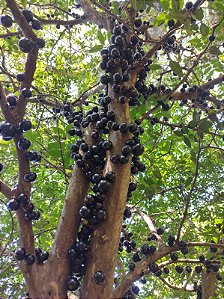 Jabuticabeira Sabará Produzindo Muito Arvore 5 Metros 25 anos