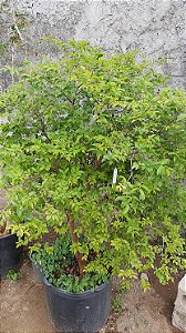 Mudas Jabuticaba Hibrida Produzindo precoce com 1 metro