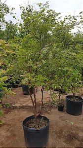 Muda jabuticaba sabará Rajada 1 Metro a Melhor De Todas Em Promoção