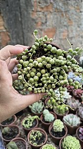 COLAR DE PÉROLAS VARIEGATA POTE 9