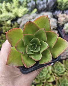 E. SEITEN BOTAN POTE 7