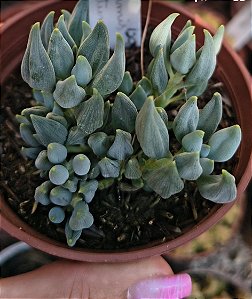 SENECIO CITRIFORMES ( GOTINHA DA FORTUNA) POTE 9