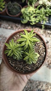 PEPEROMIA DOLABRIFORMES POTE 9