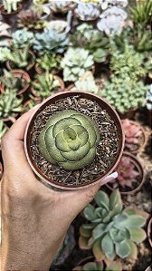 CRASSULA HEMISPHAERICA POTE 9