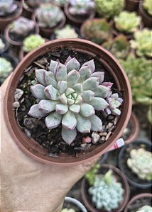 E. SUBCURIMBOSA POTE 9