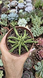 RHOMBUFIUUM DOLABRIFORME POTE 9