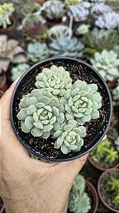 E. BUTTER BALL POTE 9