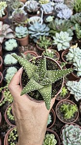 HAWORTIA MARGARITIFERA POTE 9