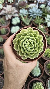 E. LIMEM CHILE POTE 9