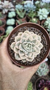 E. TINKER BELL VARIEGATA POTE 9