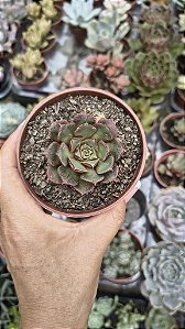 E. LONGISSIMA POTE 9