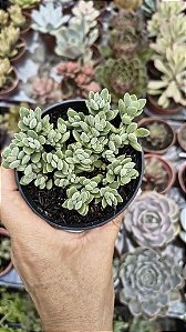 CRASSULA LANUGINOSA POTE 9