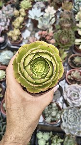 AEONUIM TSAVOLII POTE 9