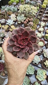 E. MINA RUBRA POTE 9