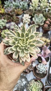 E. SMERALD GREEN VARIEGATA POTE 9