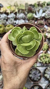 PORTULACA MOLOKINENSES POTE 9