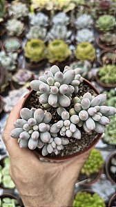 P. BABY FINGER POTE 9