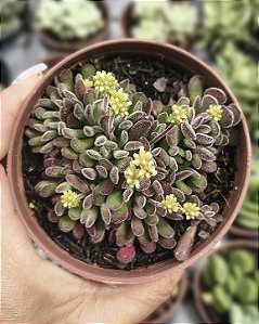 CRASSULA PUBENSCES POTE 9