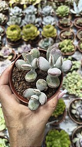 COTYLEDON OOPYLA POTE 9