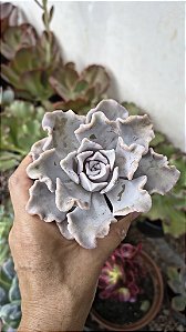 E. CRISPATE BEAUTY POTE 9